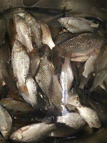 娱乐吃瓜酱钓鱼